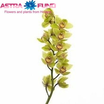 Cymbidium grootbloemig per tak Honey Green 'Melissa' foto