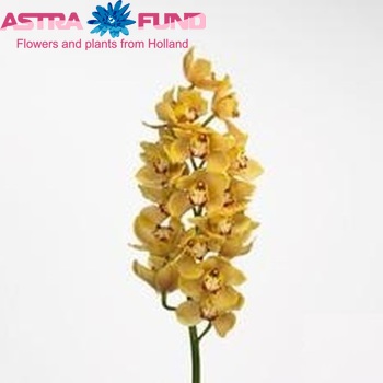 Cymbidium grootbloemig per tak Hunter's Point 'Sunset' foto