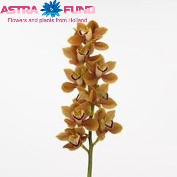 Cymbidium grootbloemig per tak Jurassic Amber 'Rex' foto