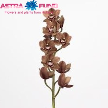 Cymbidium grootbloemig per tak Khan Flame 'Mocca' foto