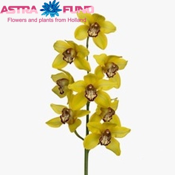 Cymbidium grootbloemig per tak 'La Vie Stella' foto