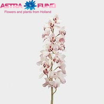 Cymbidium grootbloemig per tak 'Long John' foto