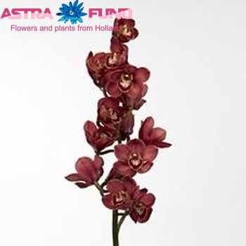 Cymbidium grootbloemig per tak 'Lucifer' foto