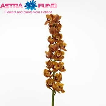 Cymbidium grootbloemig per tak Mighty Karen 'Rene s Wish' foto