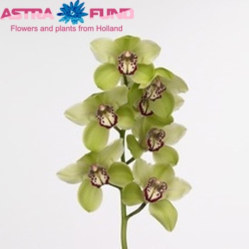 Cymbidium grootbloemig per tak 'Mrs. Amore Verde' foto