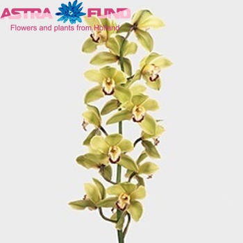 Cymbidium grootbloemig per tak 'Mrs. Claudia' foto