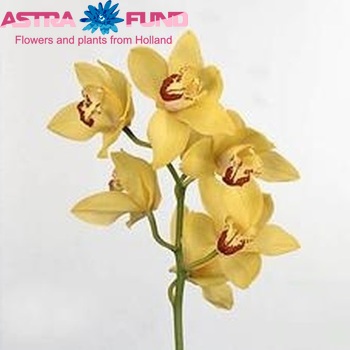 Cymbidium grootbloemig per tak 'Mrs. Emily' foto