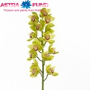 Cymbidium grootbloemig per tak 'Mrs. Fabienne' foto