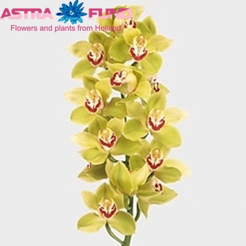 Cymbidium grootbloemig per tak 'Mrs. Gabriella' foto