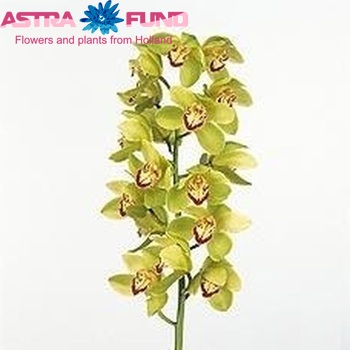 Cymbidium grootbloemig per tak 'Mrs. Maxima' foto