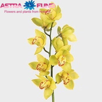 Cymbidium grootbloemig per tak 'Mrs. Shirley' foto