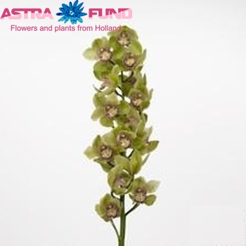 Cymbidium grootbloemig per tak Mystery 'Green Light' foto