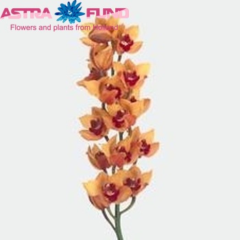 Cymbidium grootbloemig per tak 'Orange Favorit' foto