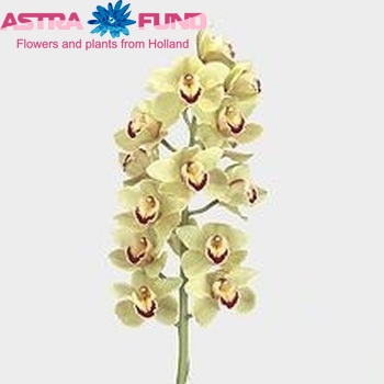 Cymbidium grootbloemig per tak 'Piedmont' foto