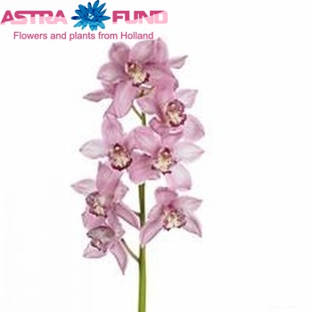 Cymbidium grootbloemig per tak 'Pink Floyd' foto