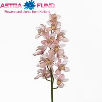 Cymbidium grootbloemig per tak 'Pink Peach' foto