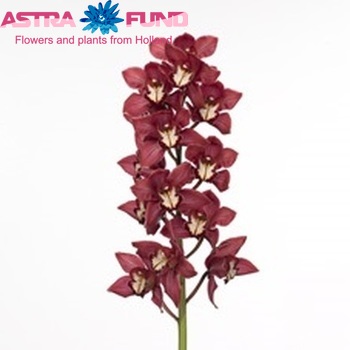 Cymbidium grootbloemig per tak Red Beauty 'Evening Star' foto