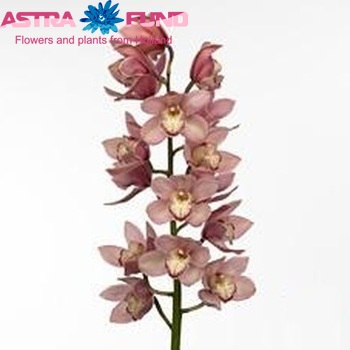 Cymbidium grootbloemig per tak 'Reynella' foto