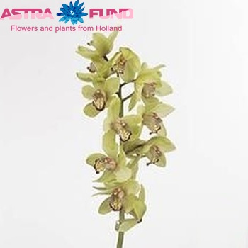 Cymbidium grootbloemig per tak 'Saffier' foto