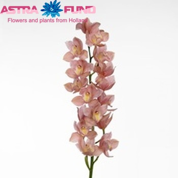 Cymbidium grootbloemig per tak 'Salm Delight' foto