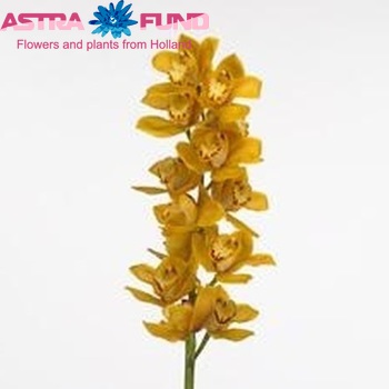 Cymbidium grootbloemig per tak Shifting Sands 'Yellow Bird' foto