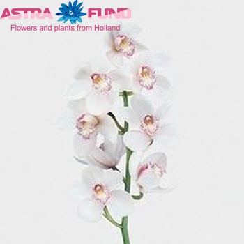 Cymbidium grootbloemig per tak 'Snowflake' foto