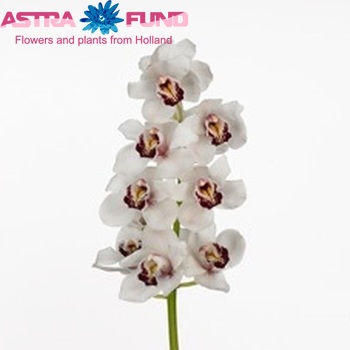 Cymbidium grootbloemig per tak 'Snowwhite' foto