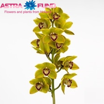 Cymbidium grootbloemig per tak Sparkle 'Polychrome' foto