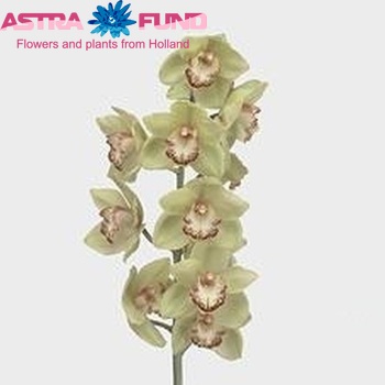 Cymbidium grootbloemig per tak 'Spring of Melbourne' foto