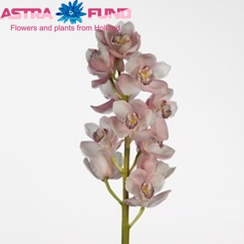 Cymbidium grootbloemig per tak Spring Surf 'Polly' foto