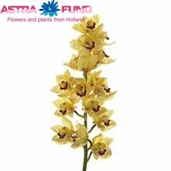 Cymbidium grootbloemig per tak 'Sunkist' foto