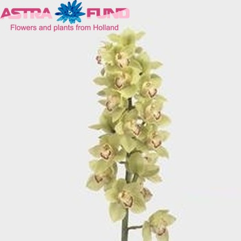 Cymbidium grootbloemig per tak 'Timaru' foto