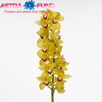 Cymbidium grootbloemig per tak Traceyguard 'Susan' photo