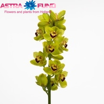 Cymbidium grootbloemig per tak Valley Guard '...' photo