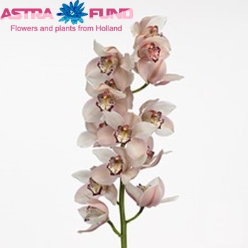 Cymbidium grootbloemig per tak Vanguard x Vieux Rose '...' foto