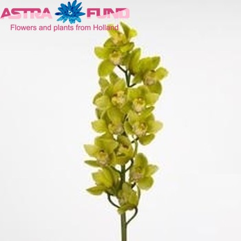 Cymbidium grootbloemig per tak Via San Ysidro 'Lime Frost' photo