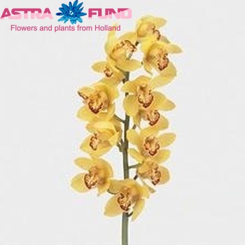 Cymbidium grootbloemig per tak 'Volcano' фото