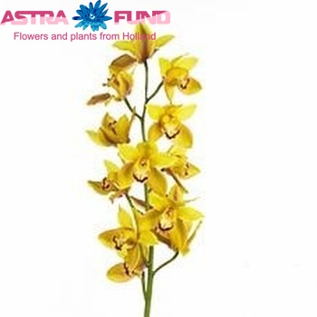 Cymbidium grootbloemig per tak Wallguard '....' Foto