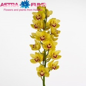 Cymbidium grootbloemig per tak Wallguard 'Rijsenhout' фото