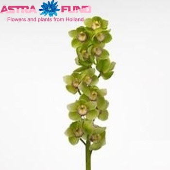 Cymbidium grootbloemig per tak Waylands 'Majestic' Foto