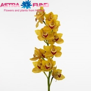 Cymbidium grootbloemig per tak 'Wgg Lena' photo