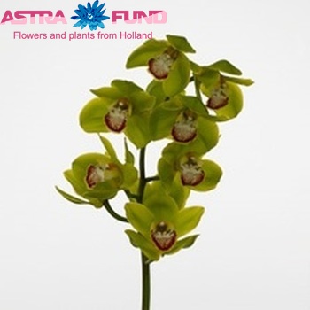 Cymbidium grootbloemig per tak 'Wgg Leonora' Foto