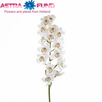 Cymbidium grootbloemig per tak 'White Dolphin' Foto