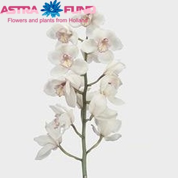 Cymbidium grootbloemig per tak 'White Giant' foto