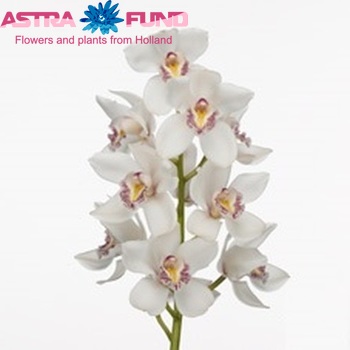 Cymbidium grootbloemig per tak 'White Springs' zdjęcie