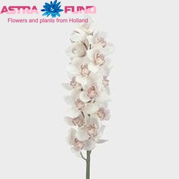 Cymbidium grootbloemig per tak 'White Streak' Foto