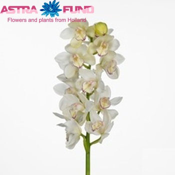 Cymbidium grootbloemig per tak Whitewash '...' Foto