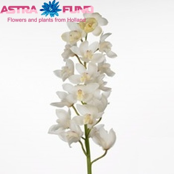 Cymbidium grootbloemig per tak Winterbird 'Early White' foto