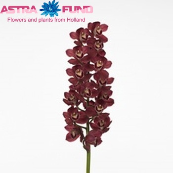 Cymbidium grootbloemig per tak Wyong Rouge 'Australian Red' Foto