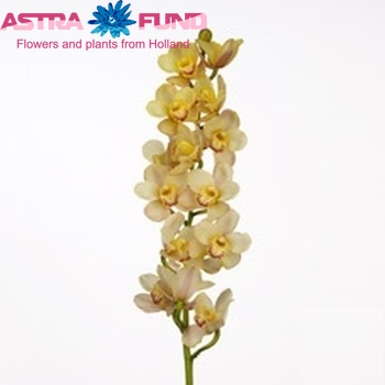 Cymbidium grootbloemig per tak 'Yellow Diamond' zdjęcie